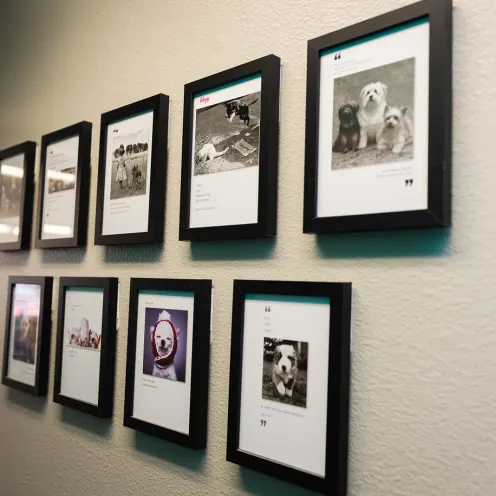 Photos of patients framed on the wall at The Valley Veterinary Hospital